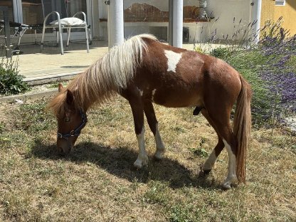 Bild 2:AMHA Hengst, 16 Monate alt