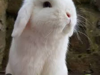 Mini Lop