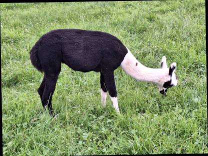 Bild 3:Alpaka Jungstuten