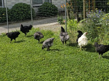 Jersey Giant Junghähne, groß und freundlich