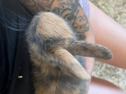 Bild 4:Kaninchenbabys