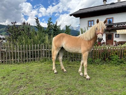 Verkaufe Haflinger Jährlings Stute