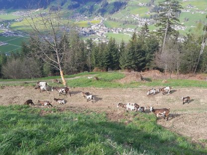mehrere tauernschecken ziegen zu verkauken