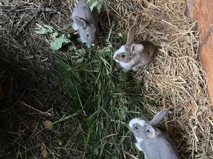 Fleischhasen Kaninchen
