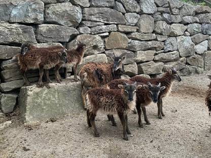 Bild 2:Soay Böcklein