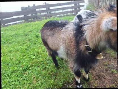 Bild 4:Zwergziegenbock