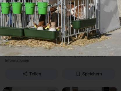 Kälber Iglus