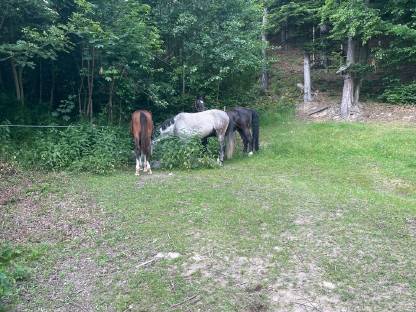 Bild 7:Einstellplatz für Pensionspferde