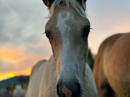 Bild 2:Haflinger Hengstfohlen