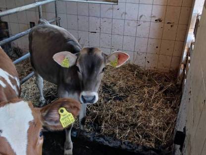 #BV Kalb weiblich#