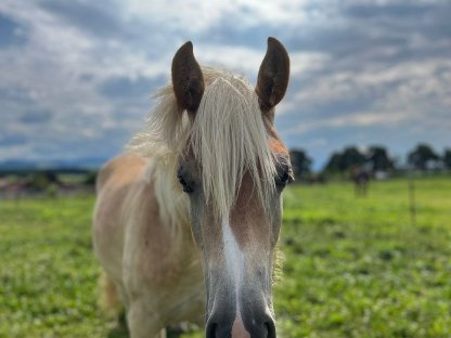Bild 3:Haflingerstute nach Nottings Golden