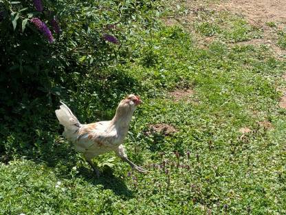 Bild 3:Mixhähne zu verschenken