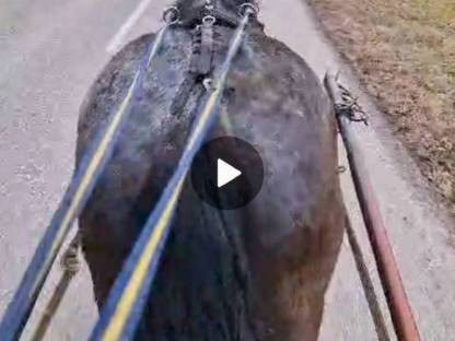 Bild 6:Noriker Gespann ein- und zweispännig