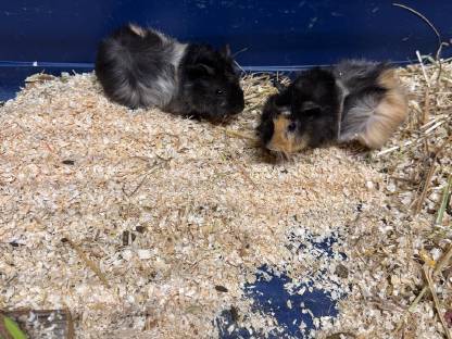 Bild 2:Meerschweinchen