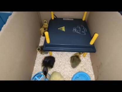 Bild 9:Laufenten Küken