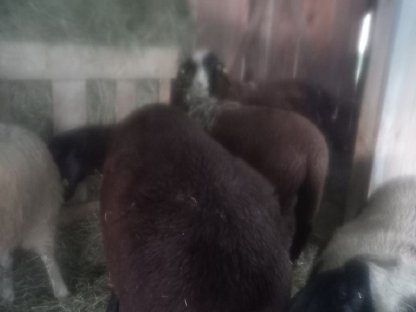 Jura Jungbock ab 7 Monate