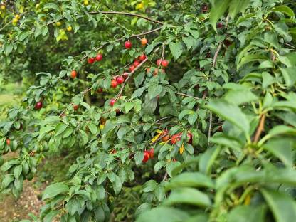 Kricherl - Mirabellen sowie Heidelbeeren