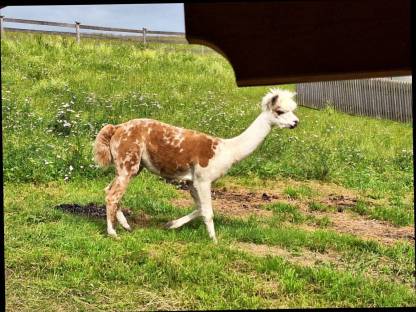 Bild 3:Alpaka Deckhengst