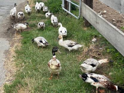Enten