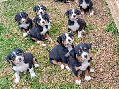 Swissy Dog