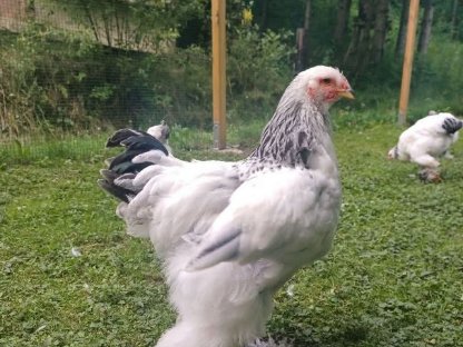 Verkaufe 15 Wochen alten Brahma Kolumbia Hahn