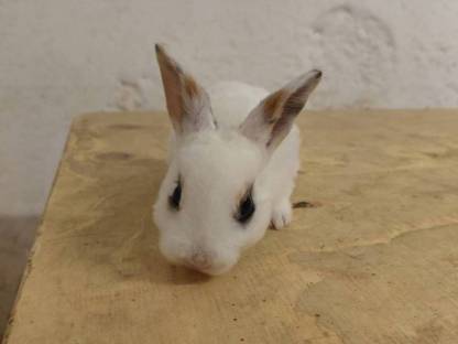 Bild 5:Mini Rex Hasen