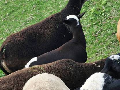 Bild 4:Lämmer 5 Stk.