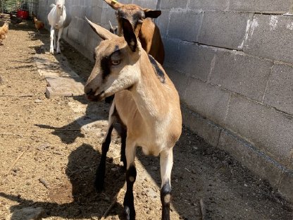 Bild 6:Mehrere Ziegen zu verkaufen