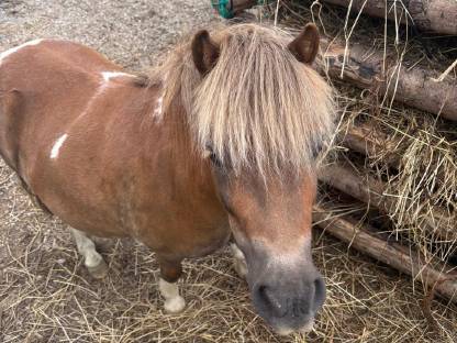 Pony