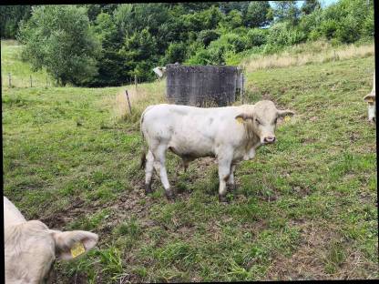 Bild 3:Kärntner Blondvieh Jungstiere