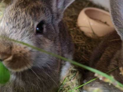 Bild 2:Fleischhasen Blaue Wiener x Gelber Riese