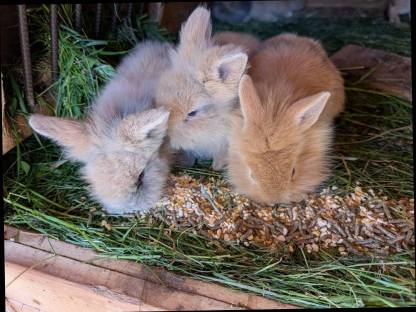 Bild 8:Zwergkaninchen