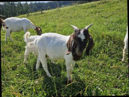 Bild 4:Burenziegenböcke