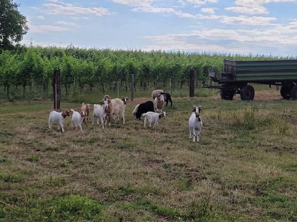 Bild 4:Waldschafe zu Verkaufen