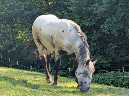 Bild 4:Noriker Stute und Jährling zu verkaufen