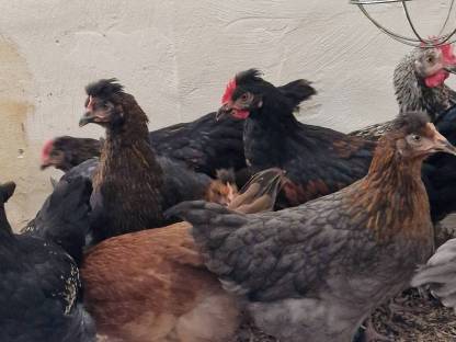 Bild 4:Sulmtalerhähne, Mixhennen und -hähne