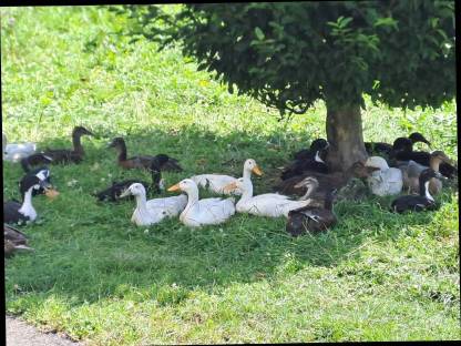 Enten