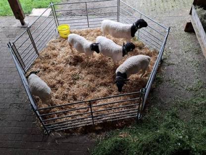 Bild 2:Verkaufe BIO Dorper Widder