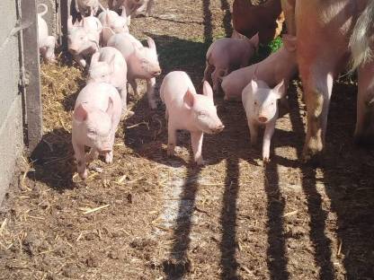 Bio Ferkel