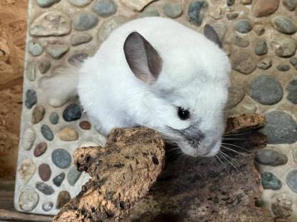 Bild 8:Chinchilla