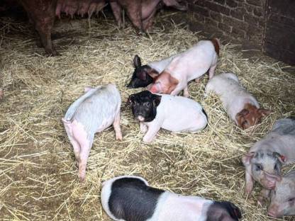 Bild 3:Ferkel