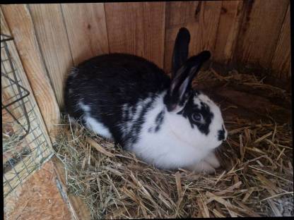 Bild 2:Häsin zum Verkaufen