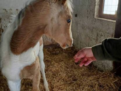 Bild 7:Quarab Fohlen Wallach