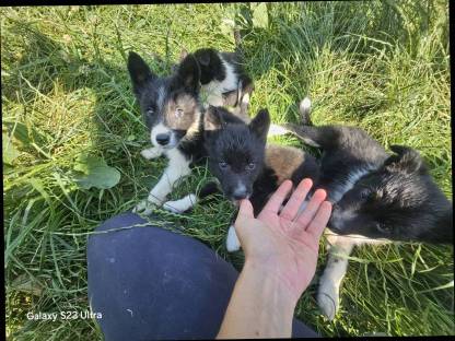 Reinrassige Border Collie Welpen abzugeben