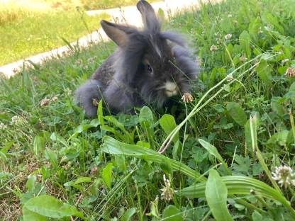 Bild 2:Löwenkopfhäsin