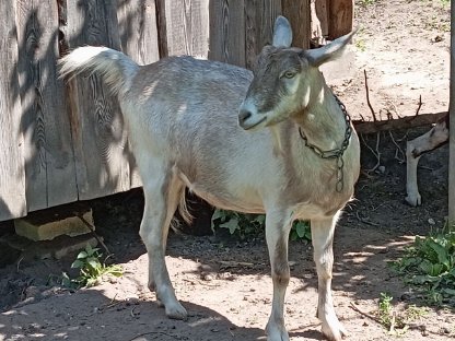 Bild 2:Mischlingsziege