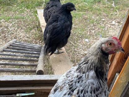 Bild 2:Rasse-Mix Junghennen