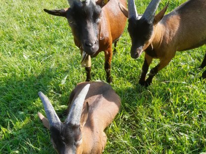 Bild 7:Aosta Böcke von halbjährig bis 2,5-jährig
