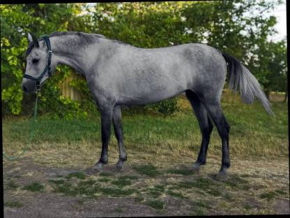 Ungarisches Warmblut