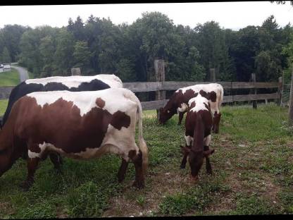 Bild 2:Pinzgauer Zuchtherde